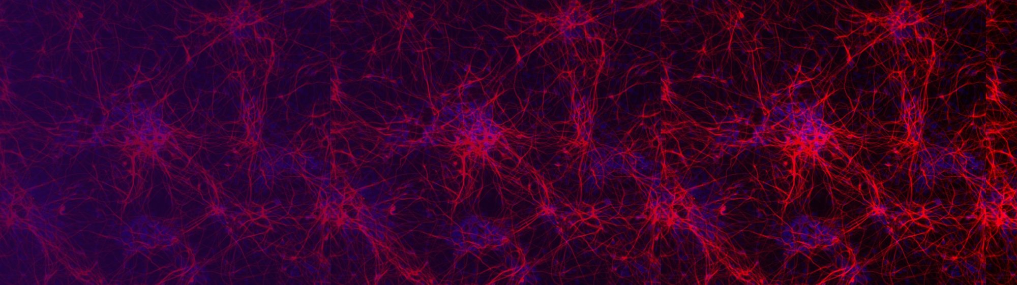 Bit.Bio CMP Landing Page Banner - 02.12.24