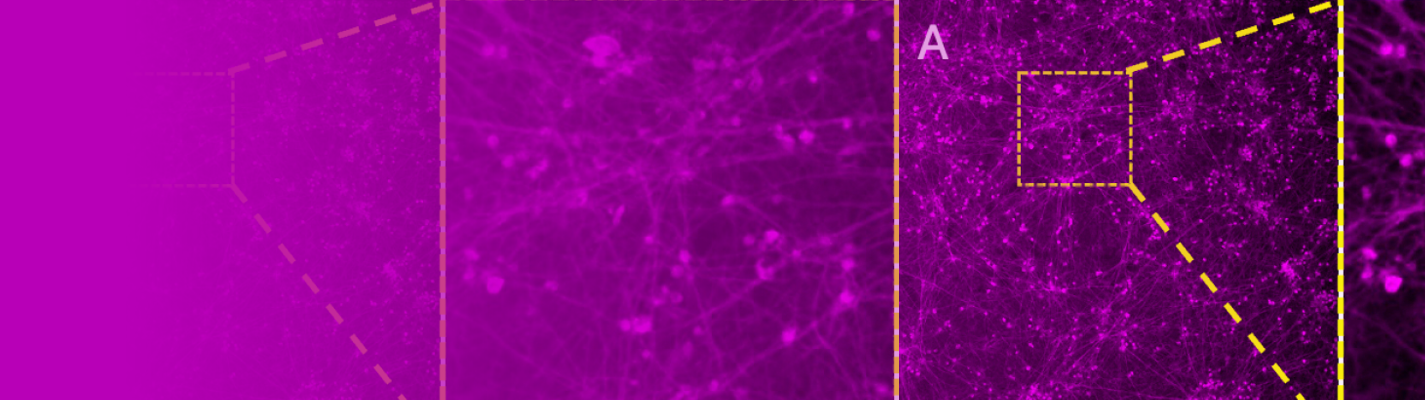 Lumencor CMP Landing Page Banner - 21.05.25